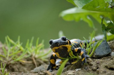 Salamandra semenderi (ateş semenderi) onun yaşam alanında. Güzel renkli Avrupa amfibileri. Tehdit altındaki türler.
