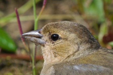 Gözünün etrafında bir sürü parazit olan kuşun portresi. Fringilla Coelebs 'in yakın plan fotoğrafı. Common Chaffinch olarak bilinen kadın. Sinek kanadı gaganın üzerinde. Çek Cumhuriyeti 'nde yakalandı.