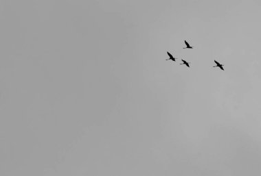 Ardea Cinerea 'nın Bahar Ekibi göçü nam-ı diğer gri balıkçıl kuşu