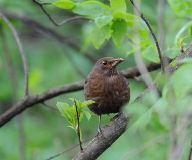 Avrasya karatavuğu nam-ı diğer Turdus Merula yuvasını koruyor ve yeni doğan bebeklerini besliyor.