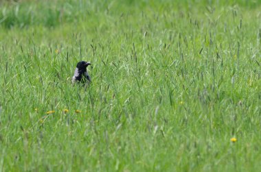 Kapüşonlu karga nam-ı diğer Corvus Cornix çimlerin arasında gizlidir. Çok zeki bir kuş..