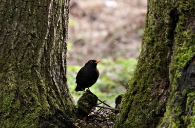 Avrasya karatavuğu namı diğer Turdus Merula ormanda yiyecek arıyor.