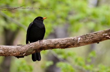 Avrasya karatavuğu nam-ı diğer turdus merula dişi kuş bölgesini koruyor ve çubuğun üzerinde oturuyor.