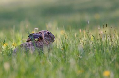 Lepus europaeus kahverengi tavşan güneşli bir günde ormandaki çimlerde saklanır..