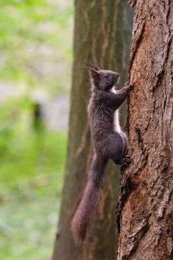 Sciurus vulgaris european sincabı ağaca tırmanıyor. Çek Cumhuriyeti doğası.