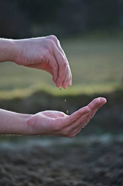 Kadın baharda toprağa tohum ekiyor. Bitki tohumlu kadın elleri. Ev yapımı sebzeler, küçük bir çiftlik..