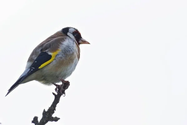 Very fat bird Carduelis carduelis aka European goldfinch is sitting on the tree stick top. Black and white silhouette on blue background.