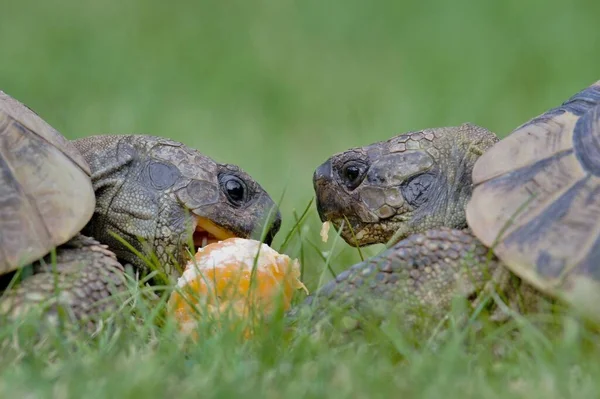 Two Females Testudo Hermanni Aka Hermann Tortoise Feeding Mandarin Grass — Stockfoto