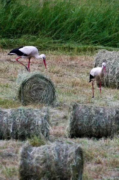 Two birds Ciconia ciconia aka White Stork is looking for frogs and mouse on the meadow during harvesting time.