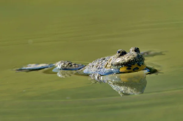 ボンビナ ヴァリガタ Bombina Variegata 池の表面で泳いでいる 対面する会議 チェコ共和国のアンフィアの絶滅危惧種 とても大声で絶えず歌っているカエル — ストック写真