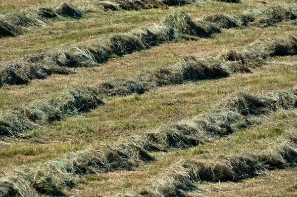 収穫する時間 トラクターによる干し草や乾草の線の抽象的な写真 ヘイは冬のための包装の前に乾燥しています — ストック写真