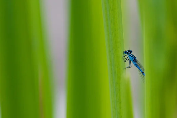Běžný Modrý Damselfly Enallagma Hmyz Ukrytý Travnatou Slámou Povrchu Rybníka — Stock fotografie