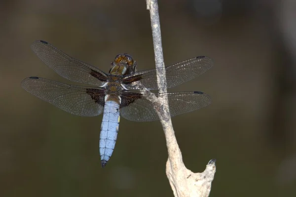 Libellula Depressa Dragonfly Aka Broad Bodied Chaser Está Sentado Palo — Foto de Stock