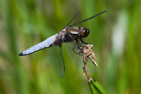 Libellula Depressa Dragonfly Aka Broad Body Chaser Sitter Pinnen Isolerad — Stockfoto