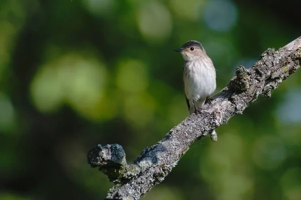 Muscicapa striata aka Spotted flycatcher is sitting on the branch in his habitat. Common bird of Czech republic nature