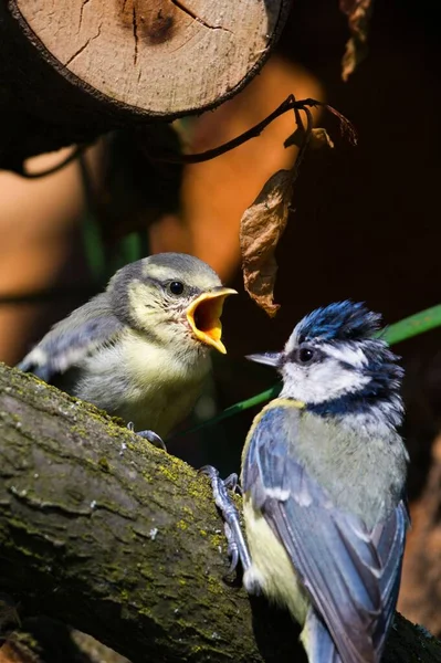 Cyanistes caeruleus aka blue tit is feeding baby tit. Baby tit is crying 