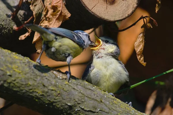 Cyanistes Caeruleus Aka Blue Tit Feeding Baby Tit Baby Tit —  Fotos de Stock