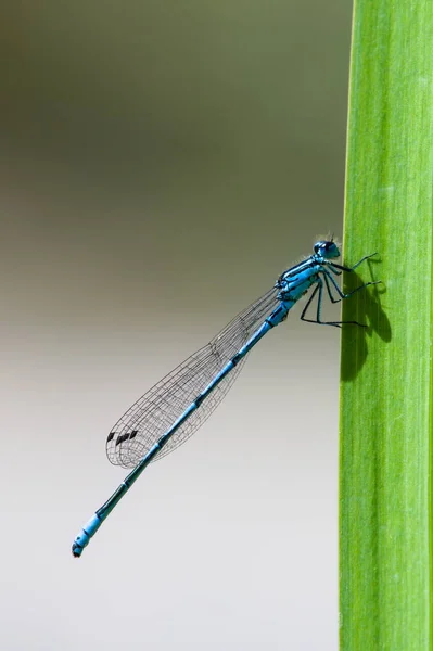 常见的蓝色果蝇 Coenagrionoidea Coenagrionoidea 昆虫正栖息在水塘表面的稻草上 清楚模糊的背景 — 图库照片