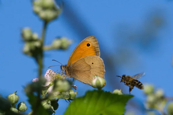 Butterfly Maniola Jurtina Άλλως Meadow Brown Meley Bee Apis Mellifera — Φωτογραφία Αρχείου