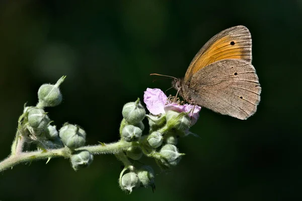 Метелик Маніола Жутіна Називається Луг Коричневий Сидить Ожині Природа Чехії — стокове фото