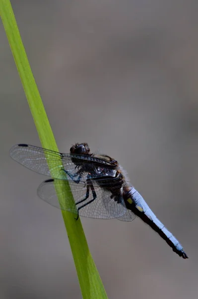 Libellula Depressa Dragonfly Aka Broad Bodied Chaser Sitting Stick Isolated — Stock Photo, Image