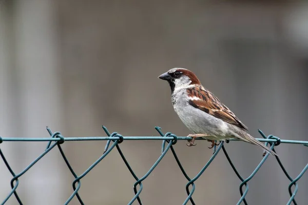 Pfdomesticus Aka House Sparrow His Habitat Residence Area Гнездо Рядом — стоковое фото