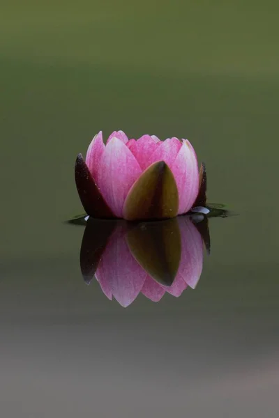 ニンファイス 水ユリ 非常に素敵な反射と池の表面にピンクの咲く花 — ストック写真