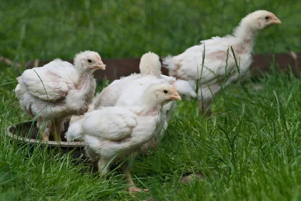 Kis Fehér Csirkék Gallus Gallus Domesticus Kis Gazdaságból Tavasz — Stock Fotó