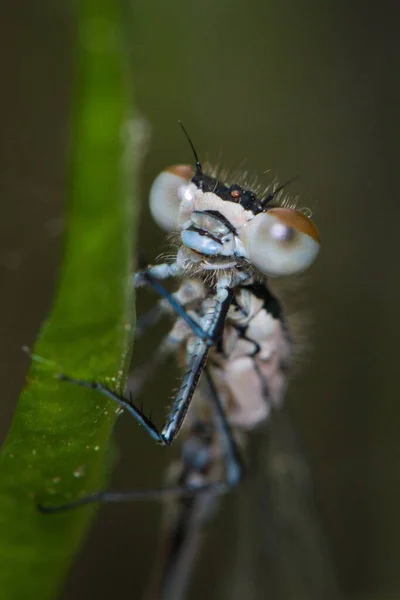 常见的蓝色刚出生的果蝇 Enallagma 昆虫隐藏在山核桃共和国自然池塘表面的稻草后面 眼睛和头部的细节 春天的时候 — 图库照片