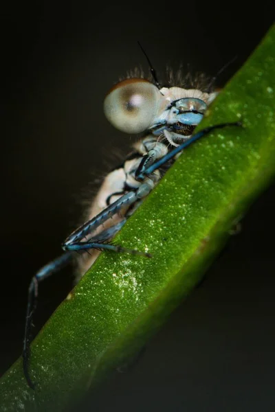 常见的蓝色刚出生的果蝇 Enallagma 昆虫隐藏在山核桃共和国自然池塘表面的稻草后面 眼睛和头部的细节 春天的时候 — 图库照片