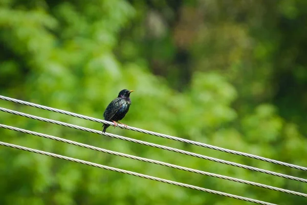 Sturnus Vulgaris Aka Pájaro Estornino Europeo Está Sentado Cable Eléctrico — Foto de Stock