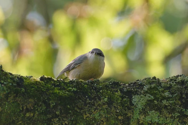 Sitta europaea aka Eurasian nuthatch is ready to fly from the tree. Searching for food for newborns in springtime. Sunny day.