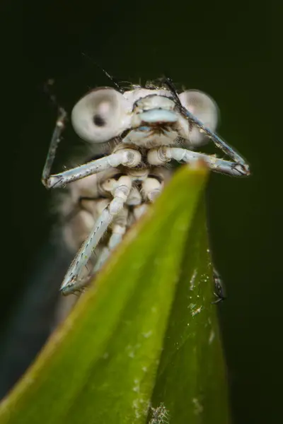 常见的蓝色刚出生的果蝇 Enallagma 昆虫隐藏在山核桃共和国自然池塘表面的稻草后面 在滑稽的 我的上帝 的位置拍摄 — 图库照片