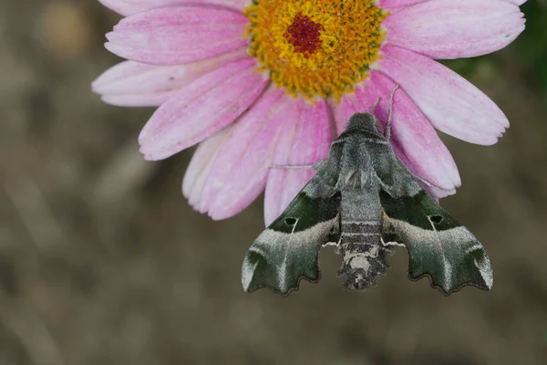 Редкая Исчезающая Ночная Бабочка Proserpinus Proserpina Aka Willowherb Hawk Moth — стоковое фото