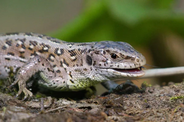 サンドトカゲの女性は 春にベバ川に近い晴れた場所で食べた直後に休息しています ブルーバック チェコ共和国で最も一般的な爬虫類 — ストック写真