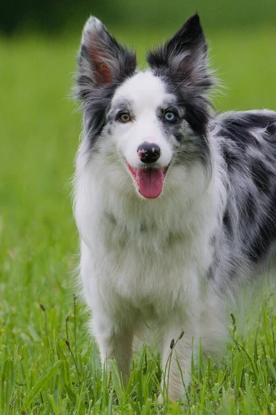 各目の異なる色のボーダーコリーの国内犬の肖像画 ヘテロクロミアイリジウムと呼ばれる希少疾患 遺伝子疾患について — ストック写真