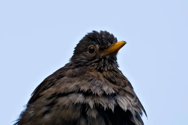 Песни Птиц Turdus Merula Aka Eurasian Blackbird Самая Распространенная Птица — стоковое фото