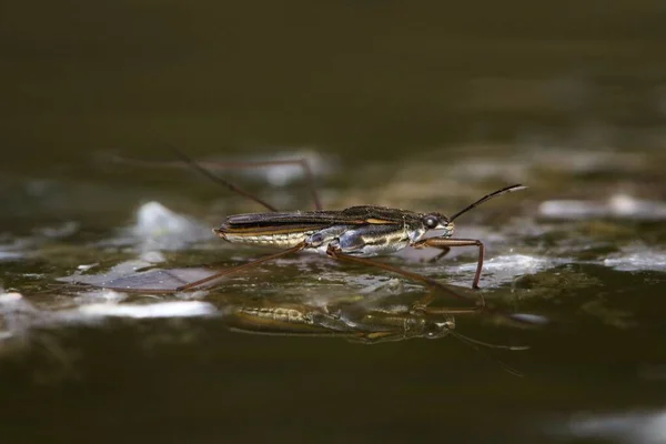 Gerris lacustris heteroptera aka Common pond skater. Insect predator which can be found on every pond and water surface in Czech republic. Aggressive predator.
