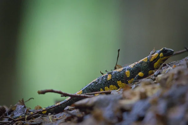 Salamandra Salamandra 火蜥蜴 在他的栖息地 色彩艳丽的欧洲两栖动物受威胁物种 — 图库照片