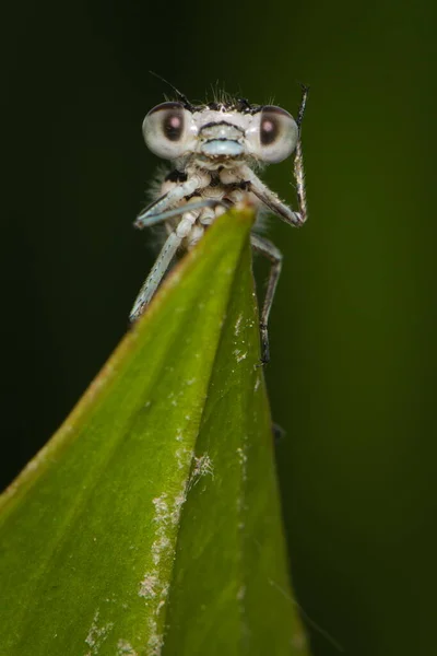 常见的蓝色刚出生的果蝇 Enallagma 昆虫隐藏在山核桃共和国自然池塘表面的稻草后面 在滑稽的 的位置拍摄 春天的时候 — 图库照片