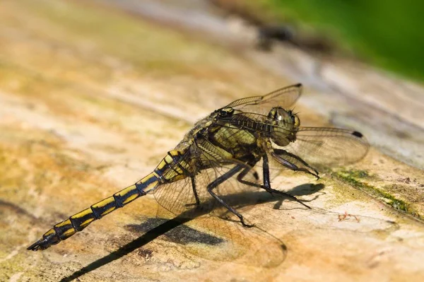 捷克共和国罗兹诺夫波德拉德霍斯特市贝卡河畔的树干上坐着一只被取消的蜻蜓 也就是黑尾蛇 — 图库照片