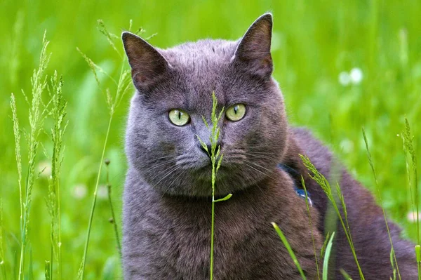 Felis Catus Alias British Shorthair Cat Domestique Portrait Axé Sur — Photo