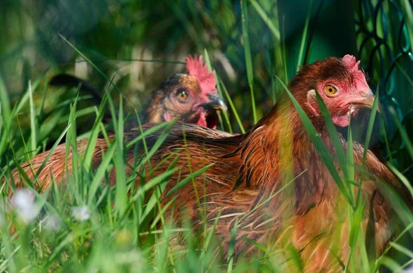 两只Hens Gallus Gallus Domesticus正坐在篱笆后面的草地上 微型农场育种 — 图库照片