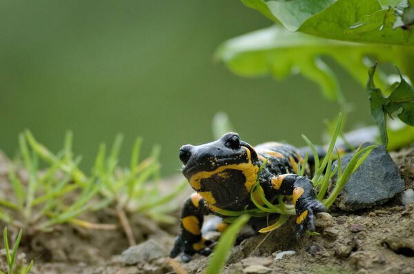 Саламандра саламандра (огненная саламандра) в его среде обитания. Прекрасная красочная европейская амфибия. Угрожаемые виды.