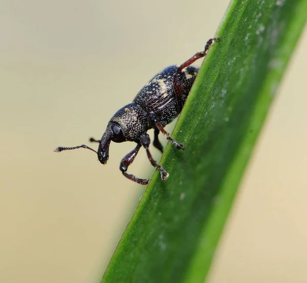 Bug Kruist Gras Stro Hylobius Abietis Ongedierte Insect Kever Uit — Stockfoto