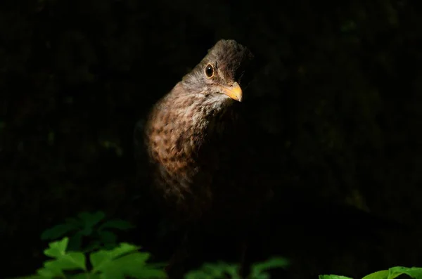 Eurazjatycki Czarny Ptak Aka Turdus Merula Samica Krok Cienia Ciemności — Zdjęcie stockowe