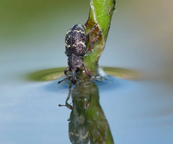 Bug Portrait镜像反映在水面上 甲壳虫看着池塘的表面 看到了自己的形象 来自捷克共和国的线虫昆虫在一个有趣的位置被捕获 珊瑚科昆虫科 — 图库照片