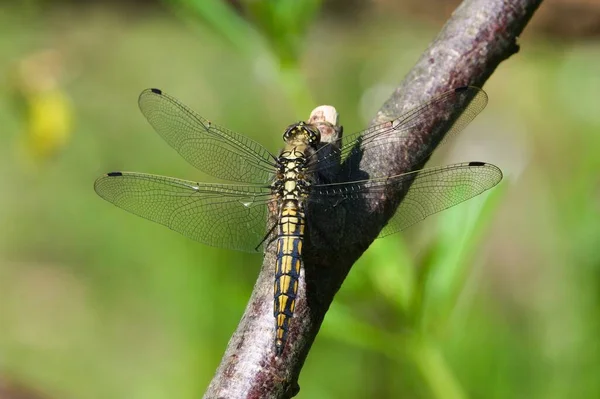 Orhetrum Cancellatum Dragonfly Called Black Taund Skimmer Female Сидить Гілці — стокове фото