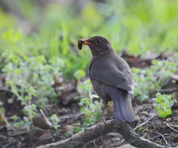 Avrasya karatavuğu nam-ı diğer Turdus Merula yuvasını koruyor ve yeni doğan bebeklerini besliyor.