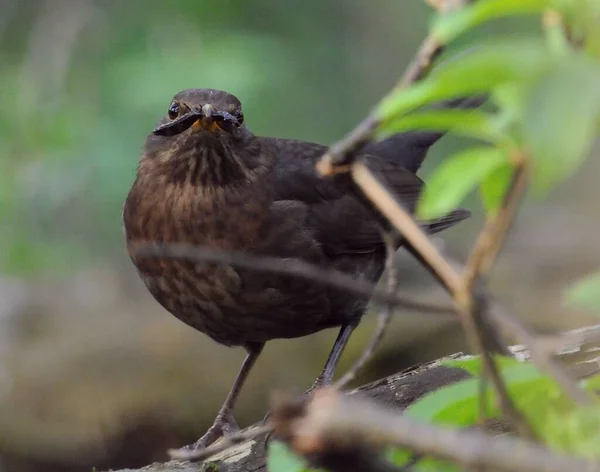 Eurazjatycki Blackbird Aka Turdus Merula Strzeże Swojego Gniazda Karmi Swoje — Zdjęcie stockowe
